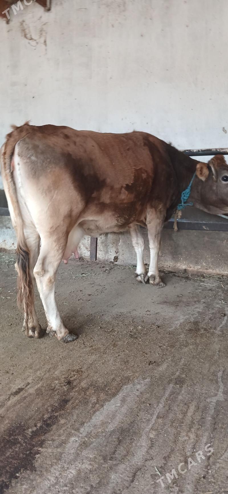 Sygyr - Анев - img 1