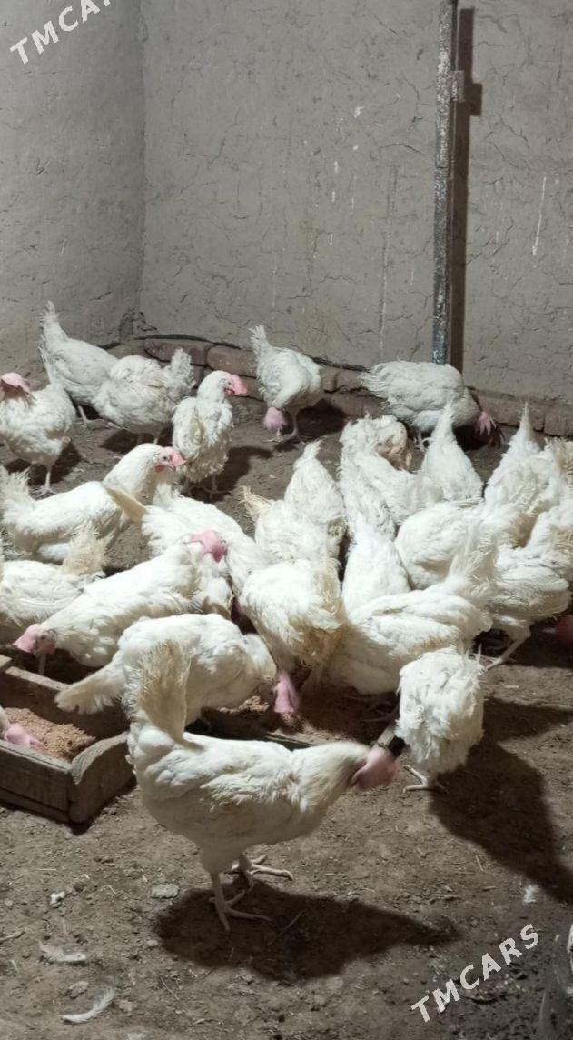 ak towuk - Гёкдже - img 1