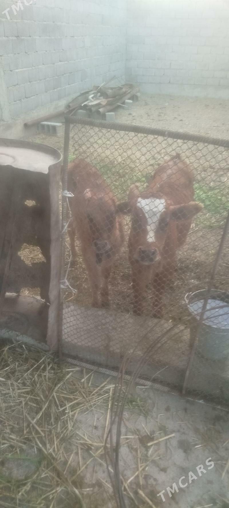 sagymlyk göleli sygyr. - Бахарден - img 1