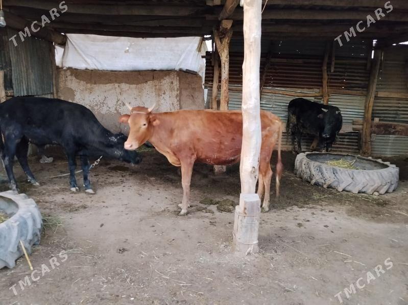 iki okuz bir unajyn - Фарап - img 1