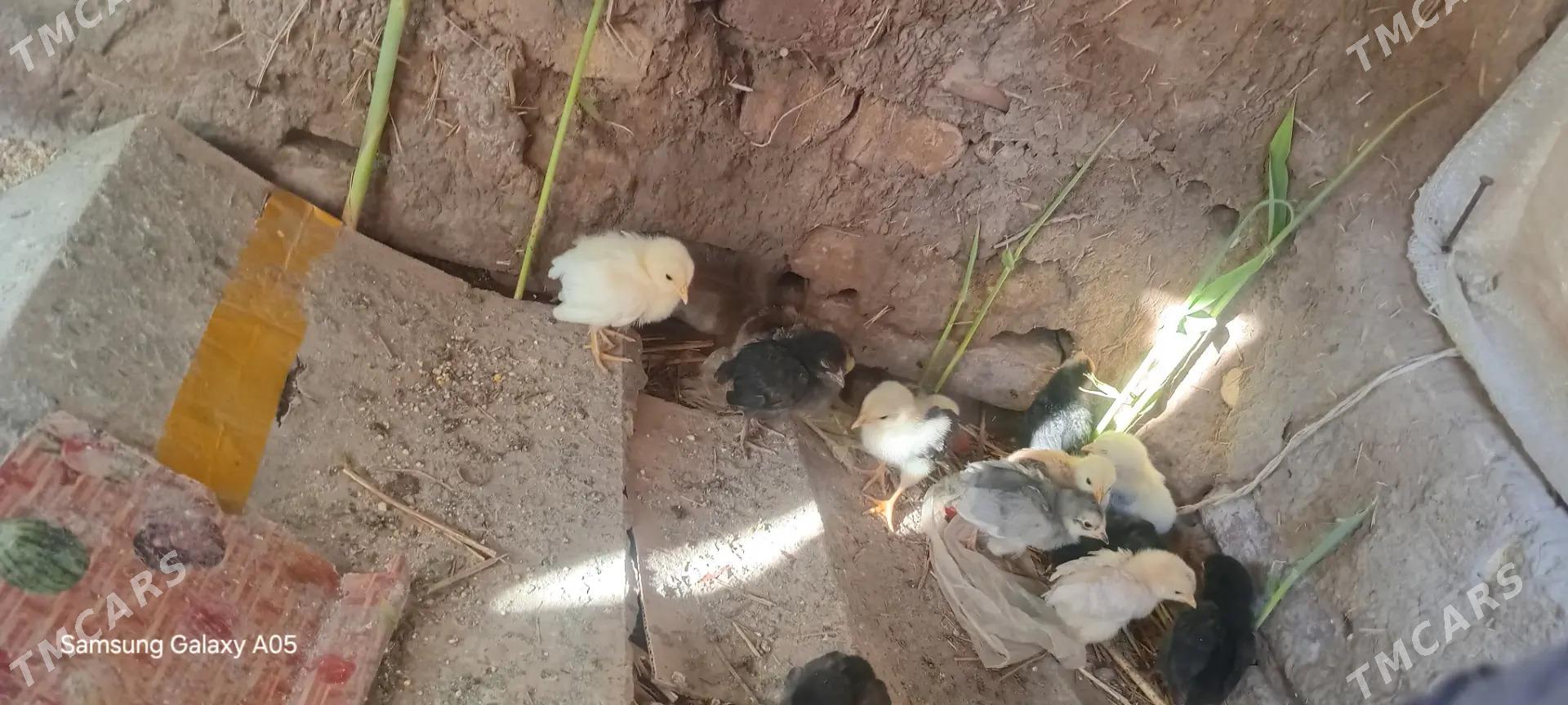 juyje - Фарап - img 1