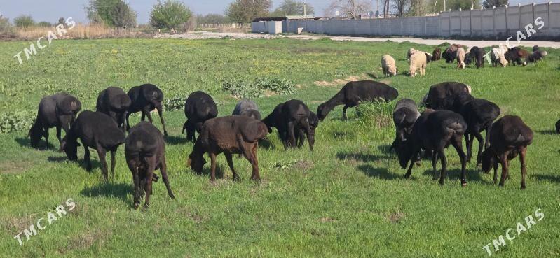 Gisar goýunlar - Büzmeýin - img 1