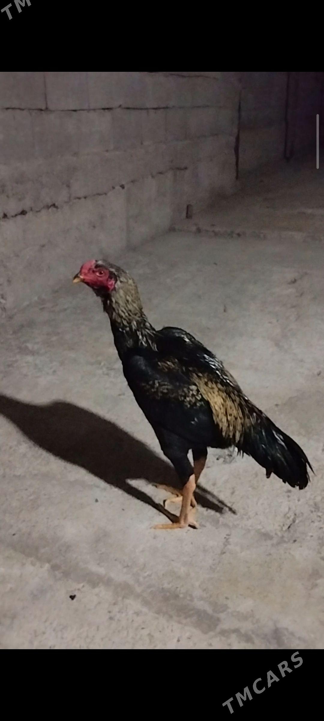 Taşkent - Herrikgala - img 1