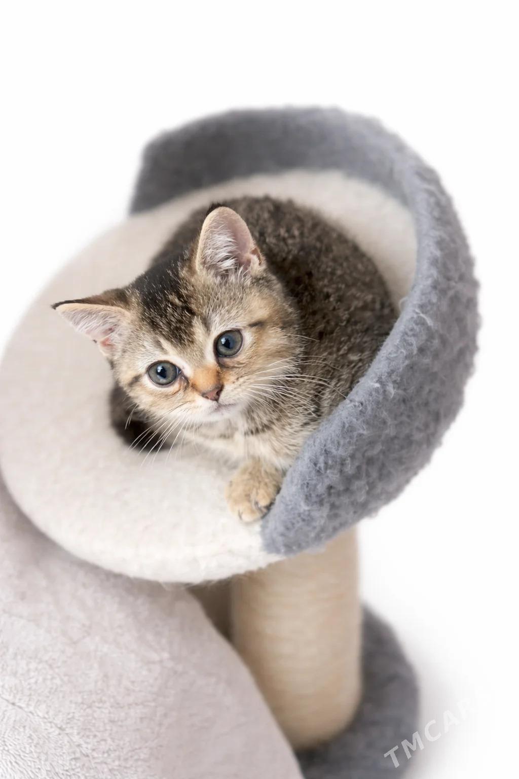 piśijek - Ашхабад - img 1