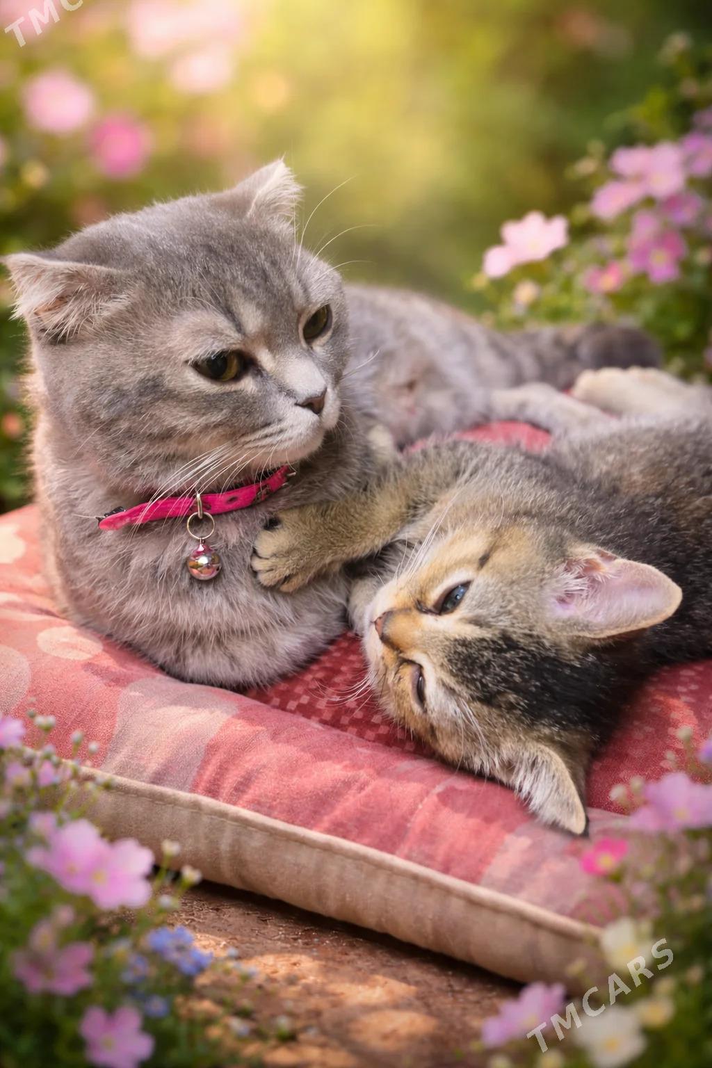 шотланский котёнок - Ашхабад - img 1