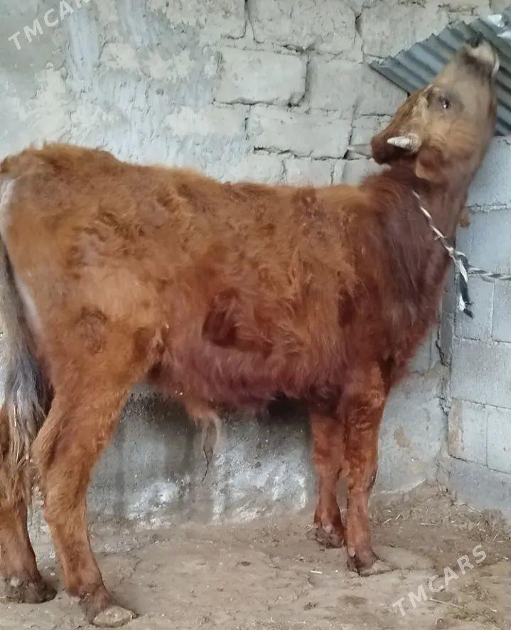 okuz - Aşgabat - img 1