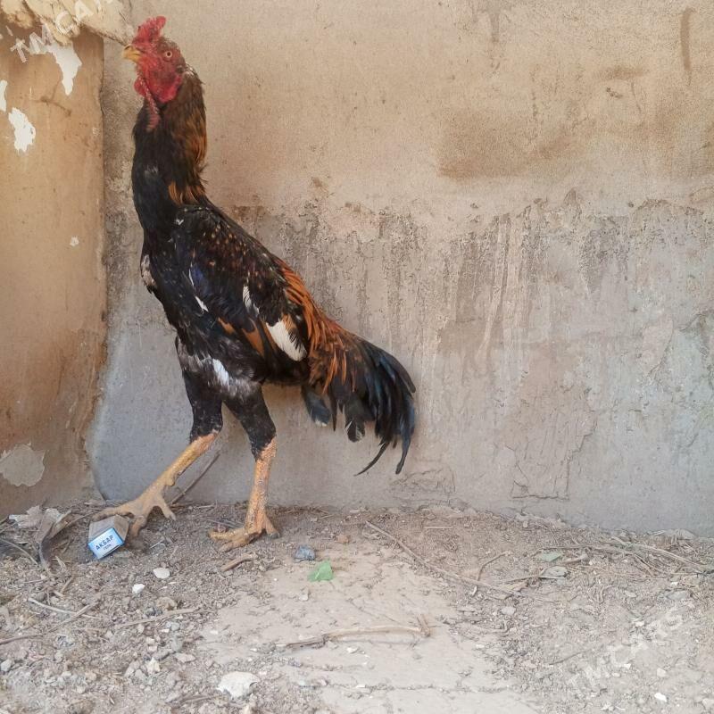 жуже - Türkmenabat - img 1