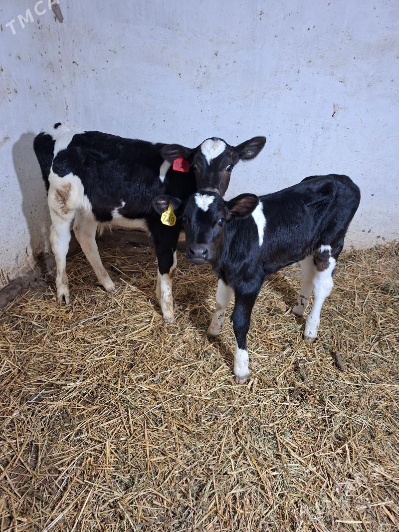 gole okuzce - Garabekewül - img 1