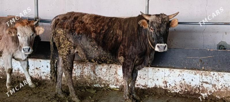 Öküz 2 yasar - Bäherden - img 1