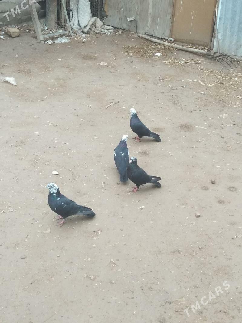 kepter - Türkmenabat - img 1