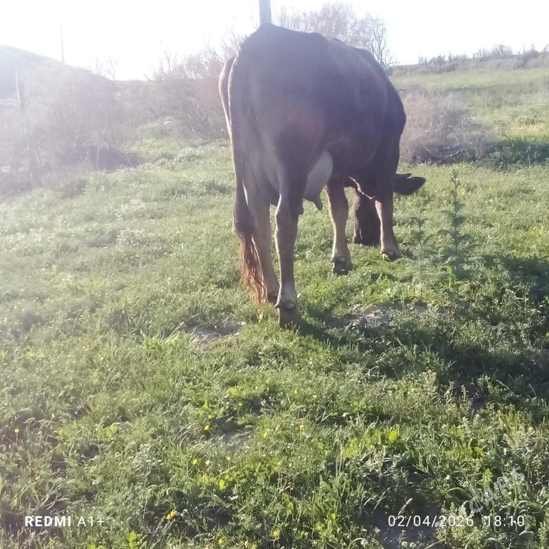 golleli sygyr - Гызыларбат - img 1