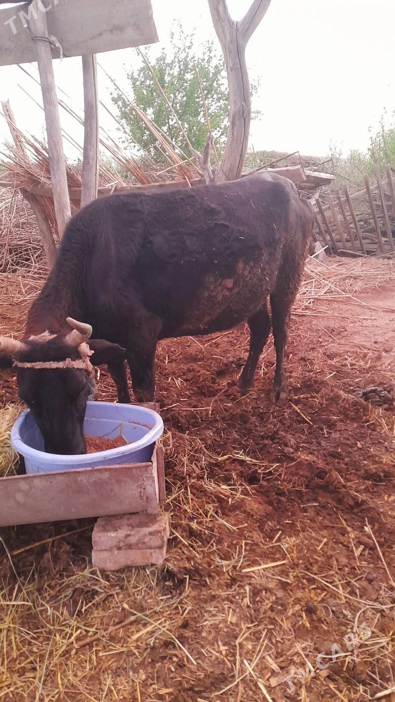 Бакылы Сыгыр - Сакар - img 1