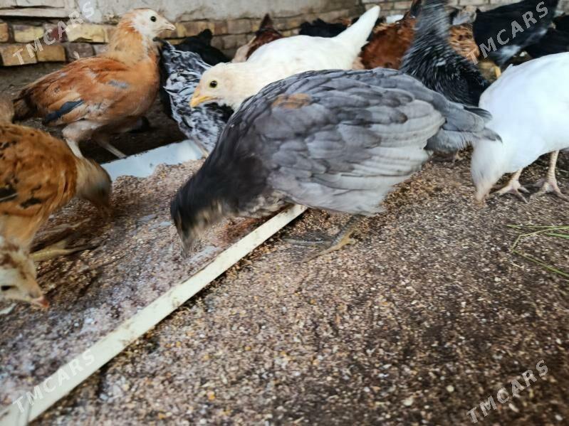 towuk jüyje - Халач - img 1