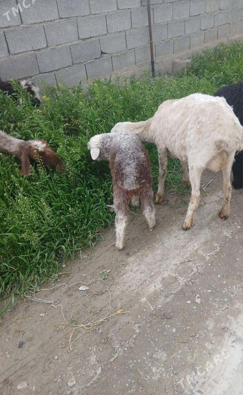 Guzly goýun - Гёкдепе - img 1