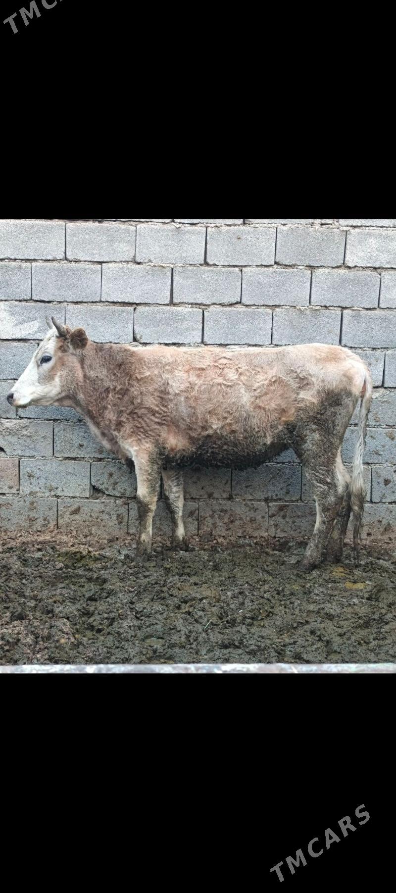 Tuwe - Бахарден - img 1