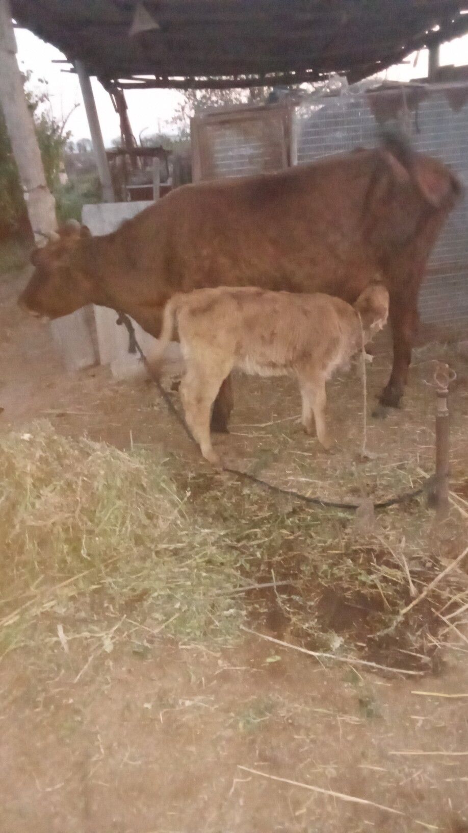 goleli sygyr - Бабадайхан - img 1