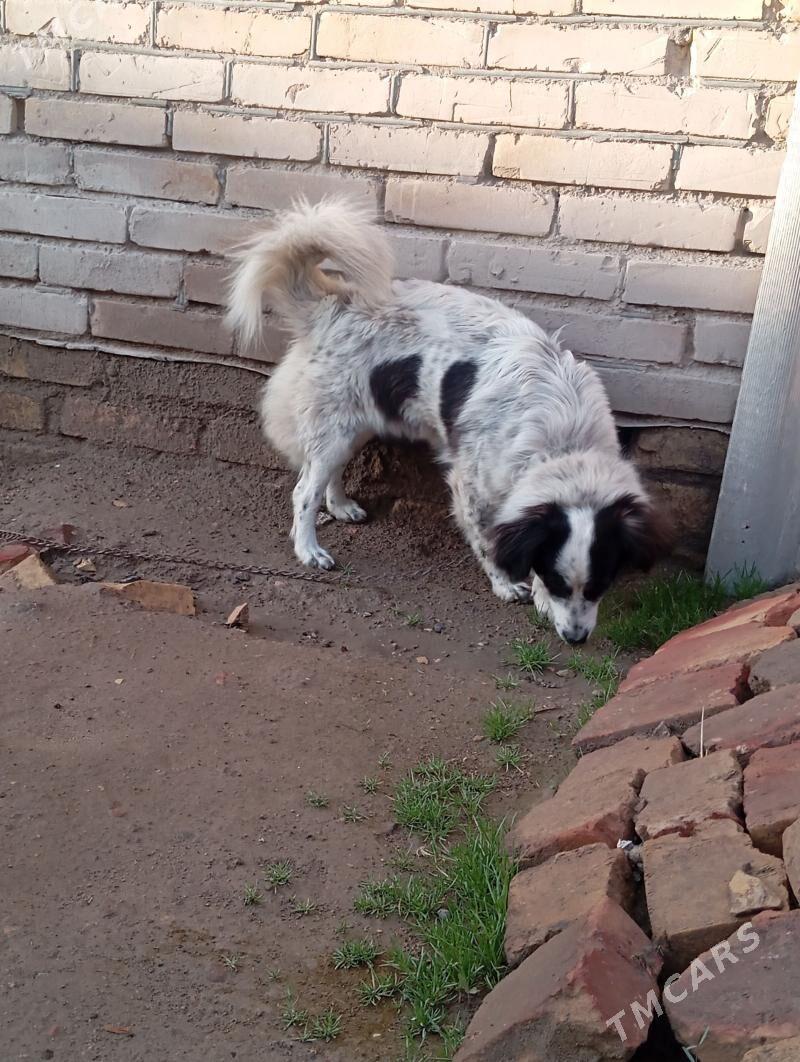 собака - Туркменабат - img 1