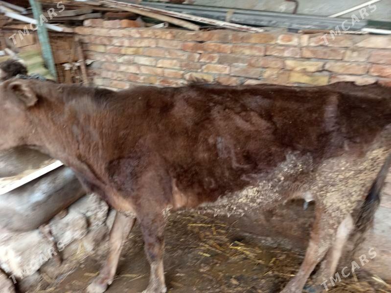 sygyr - Hitrowka - img 1