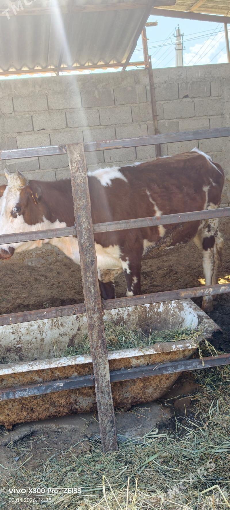 tuwe - Гёкдепе - img 1