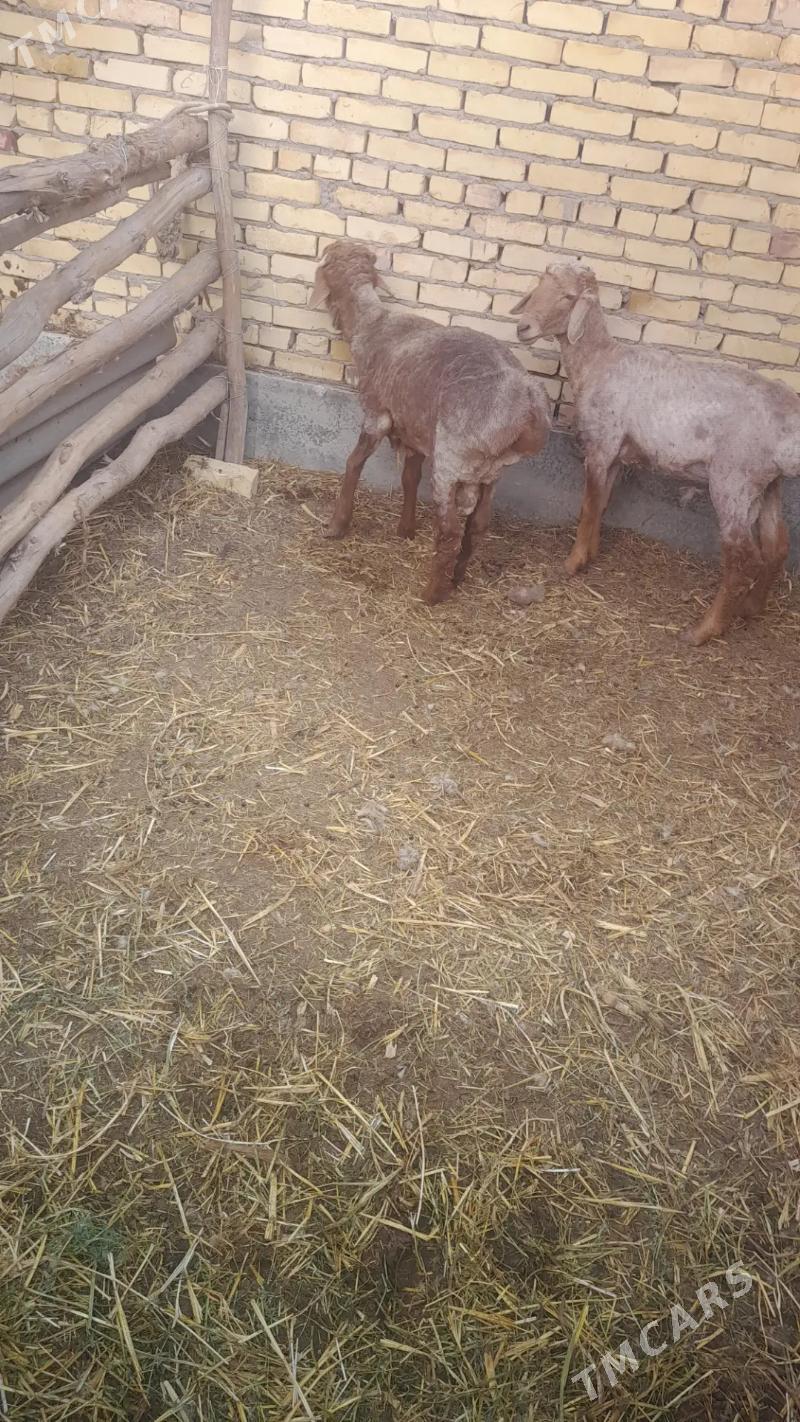 Goç - Farap - img 1