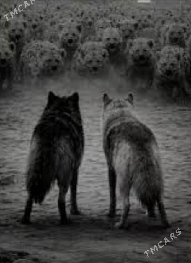 žalýuz zanaweska - Aşgabat - img 1