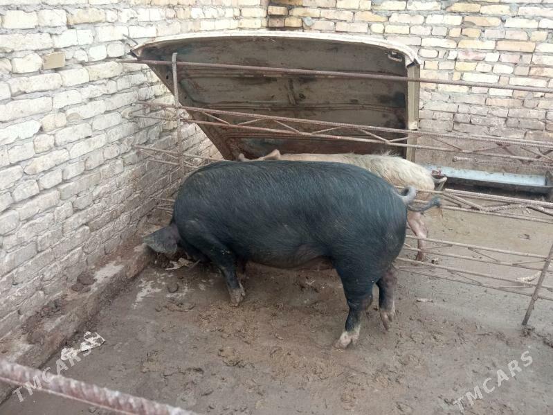 donuzdonuz - Çärjew - img 1