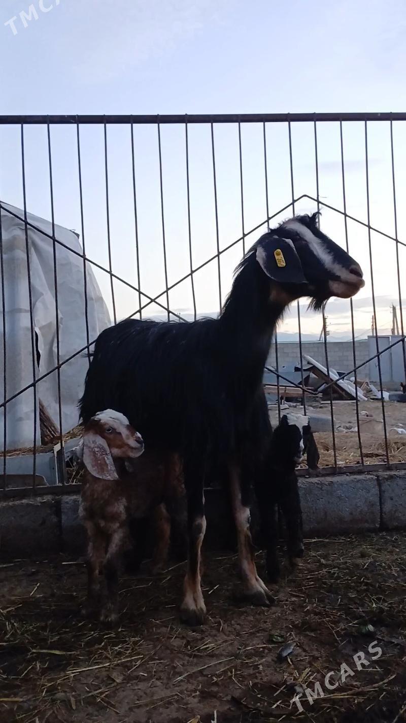 Pakistan keci - Aşgabat - img 1