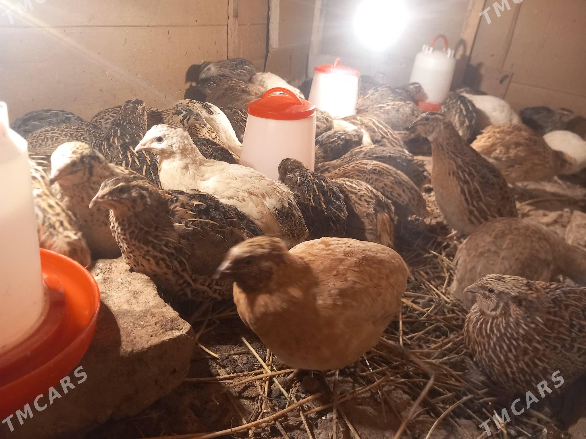 bedene - Görogly (Tagta) - img 1