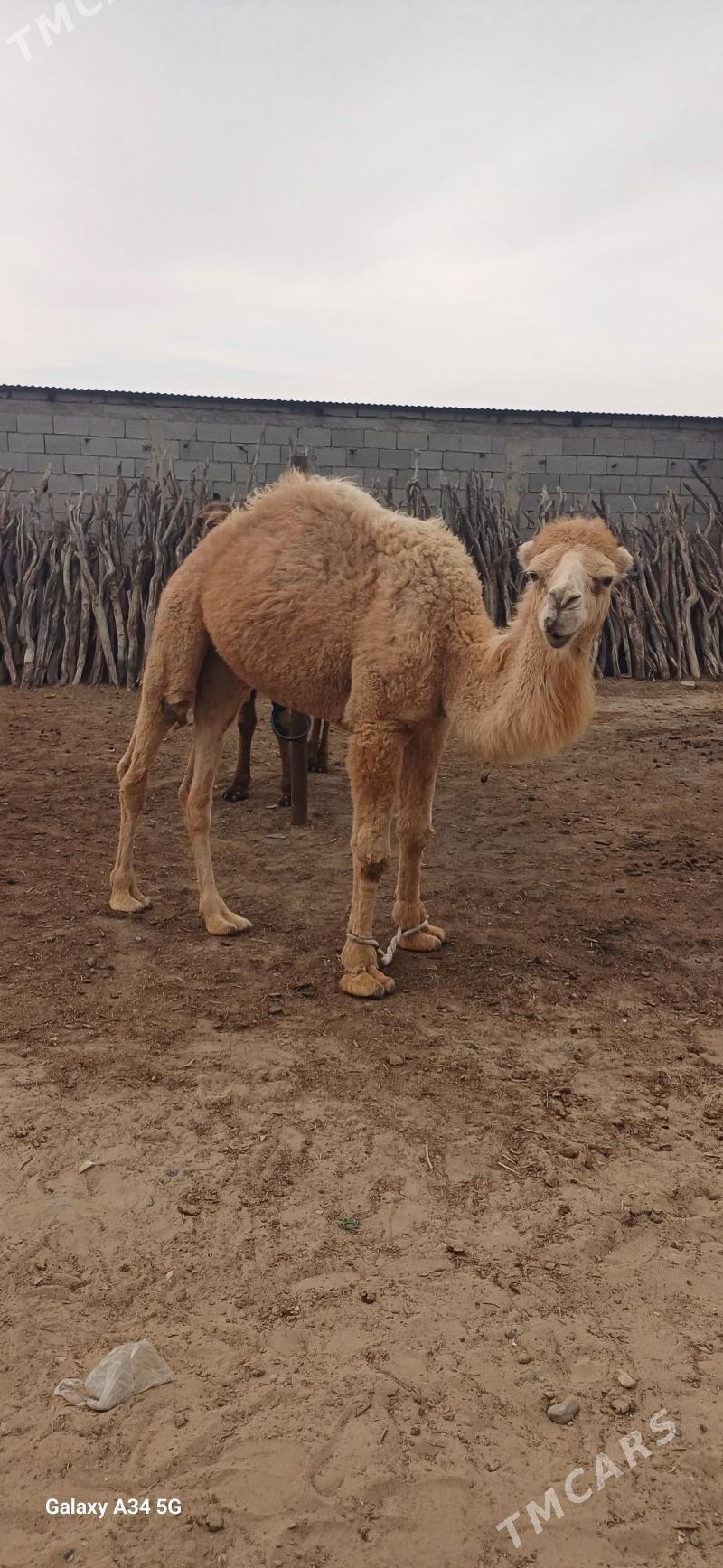 Erkek ogşyk - Çoganly - img 1