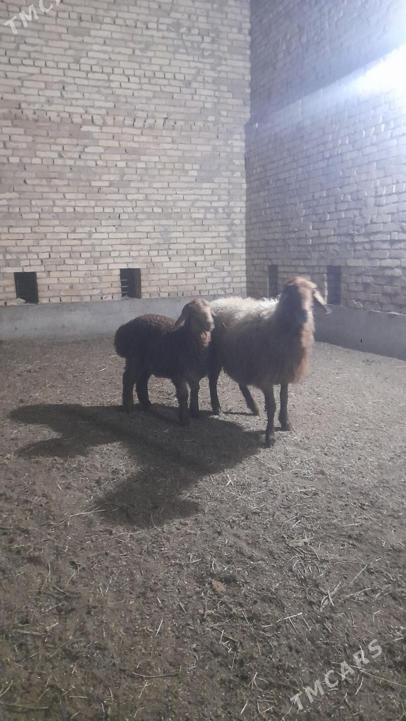 kuzly goýun - Çärjew - img 1