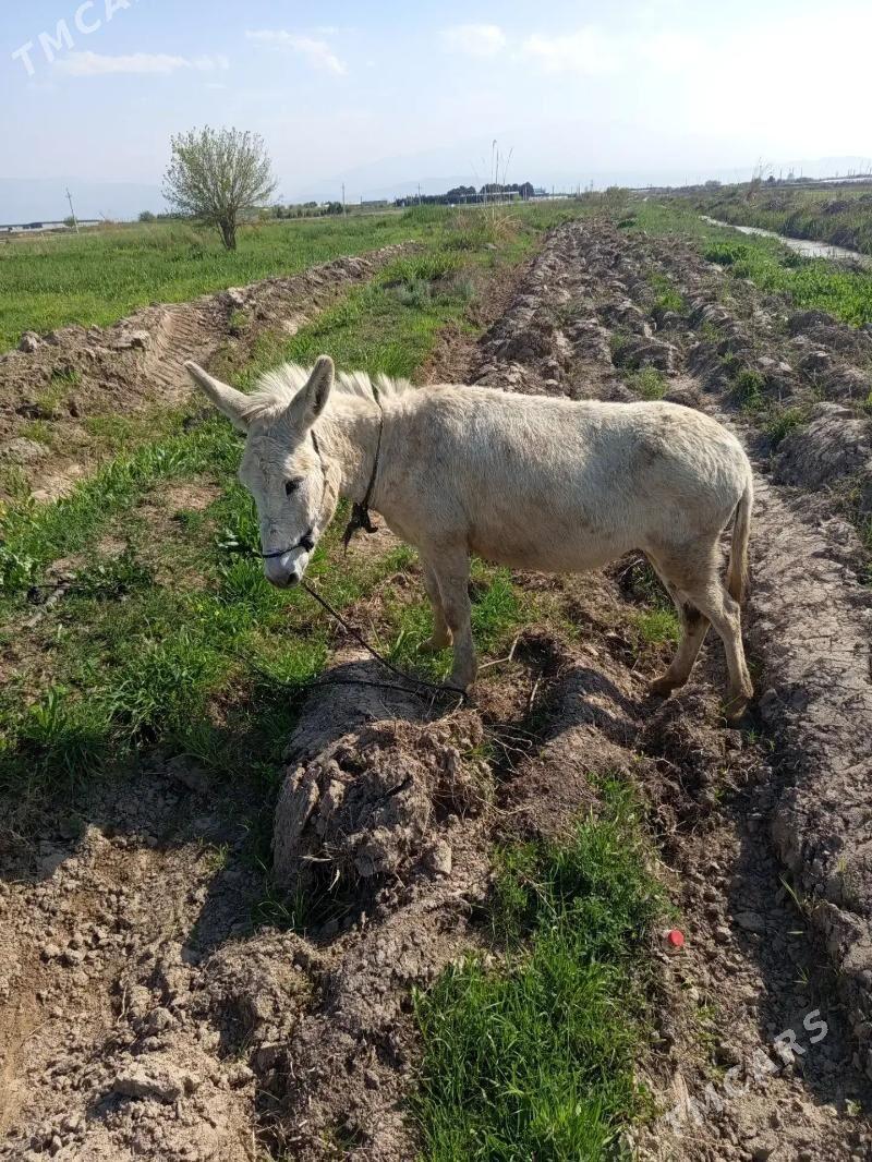 EŞEK - Gökdepe - img 1
