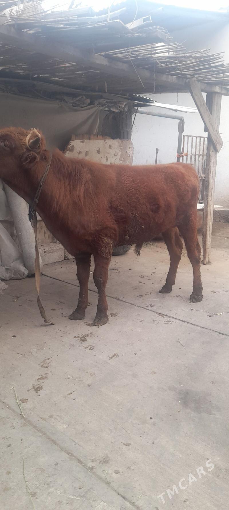 okuz - Garadamak - img 1