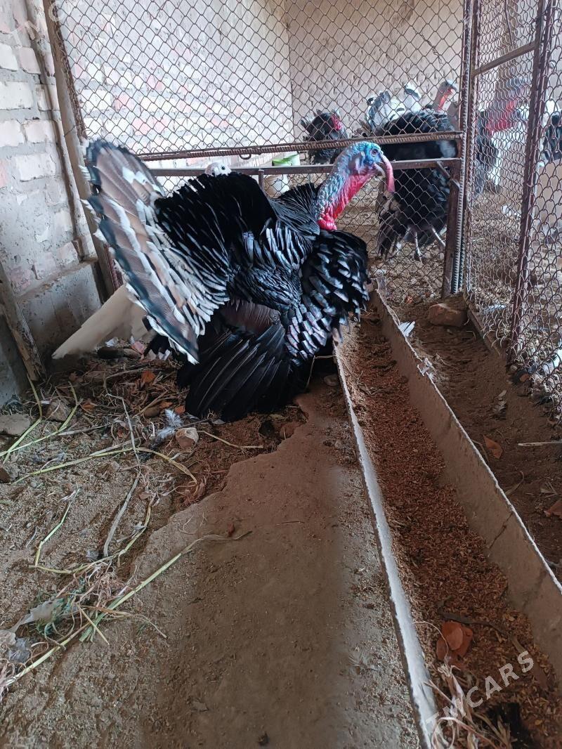 induk - Saýat - img 1