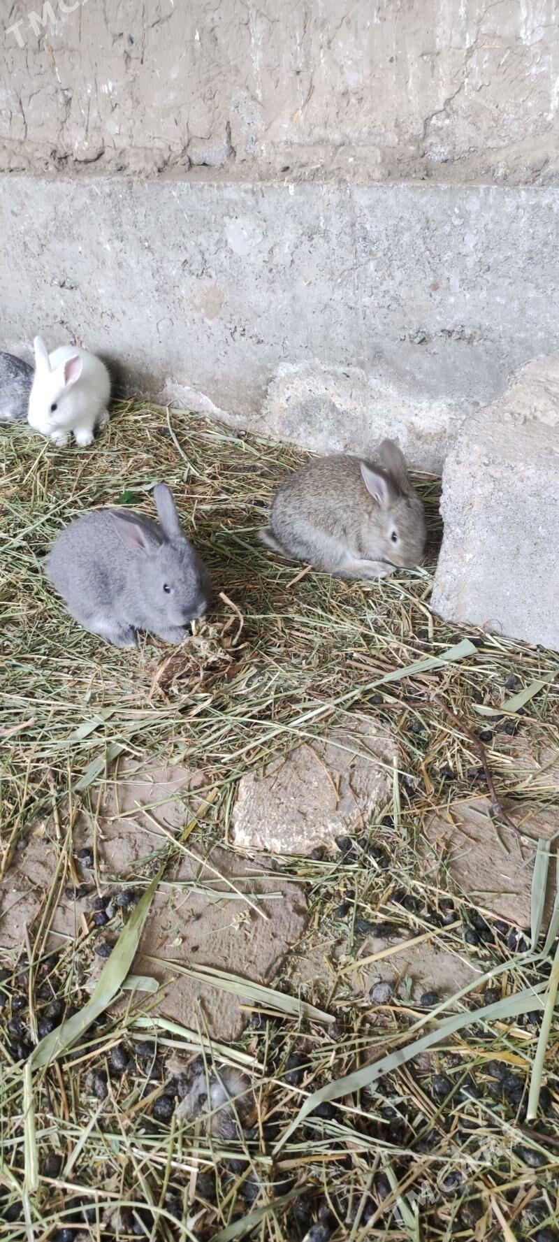 Towşan - Кипджак - img 1