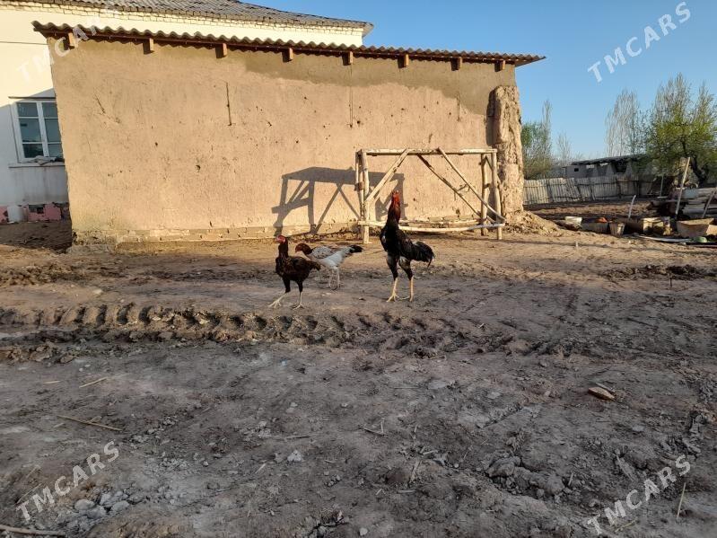 Bayes horaz we mekan - Шабатский этрап - img 1