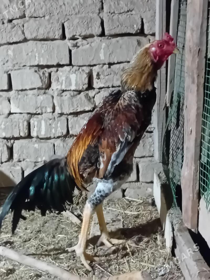 horaz - Wekilbazar - img 1