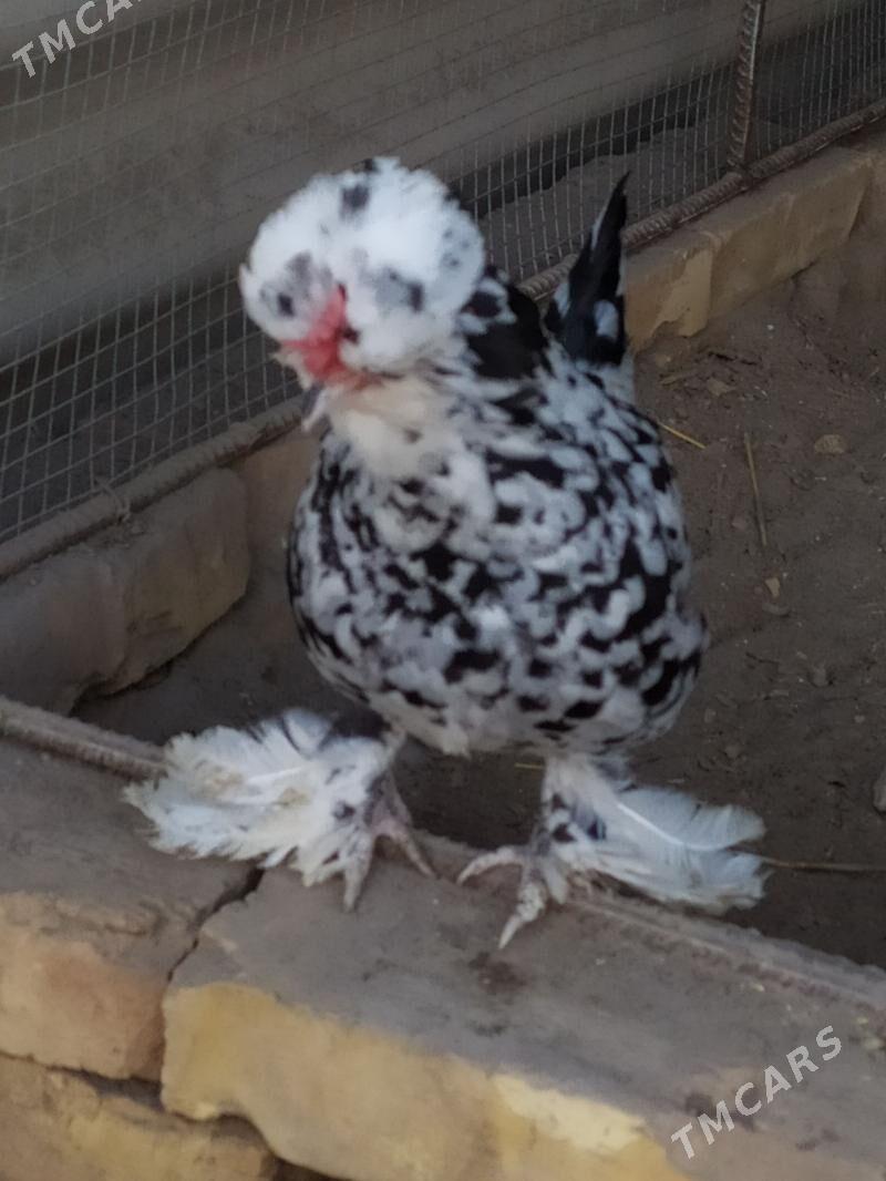 karlik troykalar - Çärjew - img 1