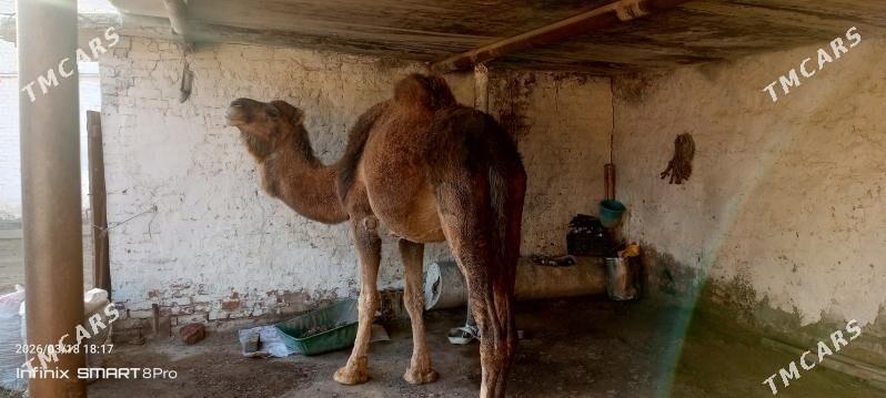 duye - Bereket - img 1