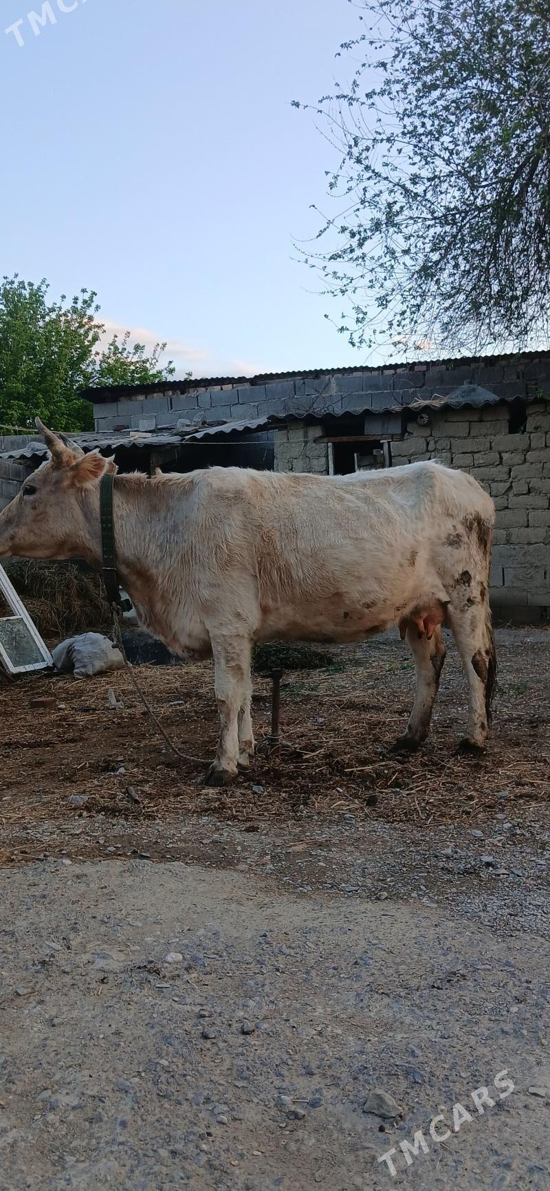 TOHUM GOLELI SYGYR - Бахарден - img 1