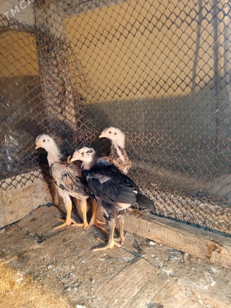 taskent - Aşgabat - img 1