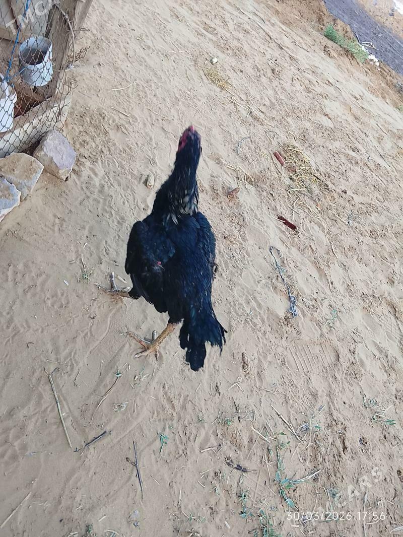 Baysok horaz - Farap - img 1