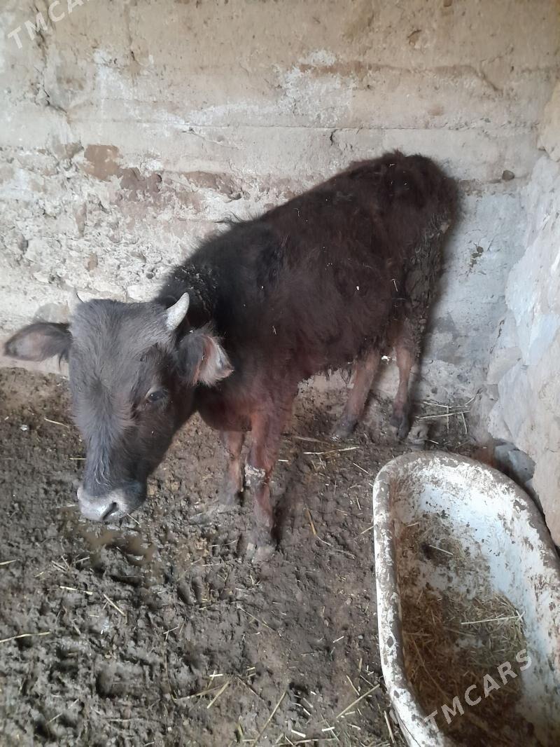 ökuz - Гызыларбат - img 1