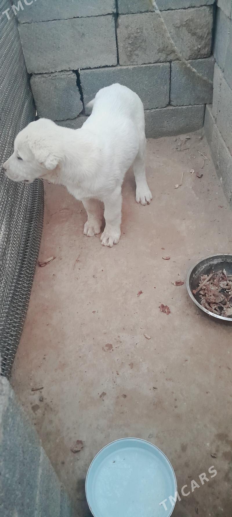 Akguş - Кипджак - img 1