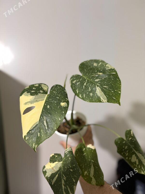 Монстера Тайское Созвездие - Мир 1 - img 1