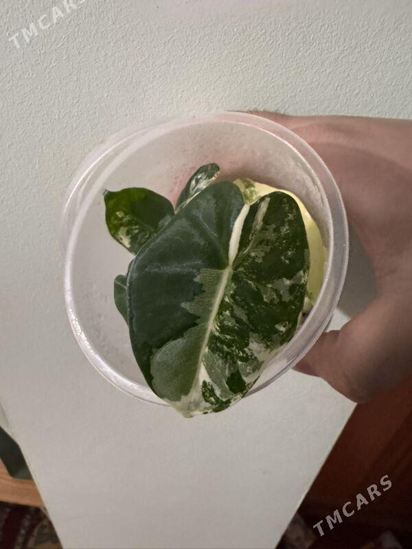 Алоказия Мишольца вариегатная - Мир 1 - img 1