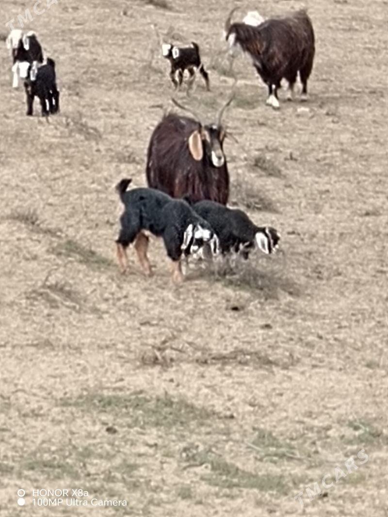 Awlakly geci - Türkmenbaşy - img 1