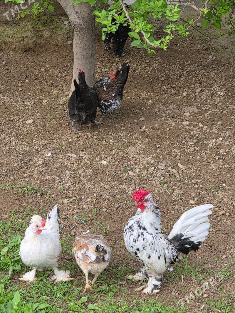 Karlik - Гуртли - img 1