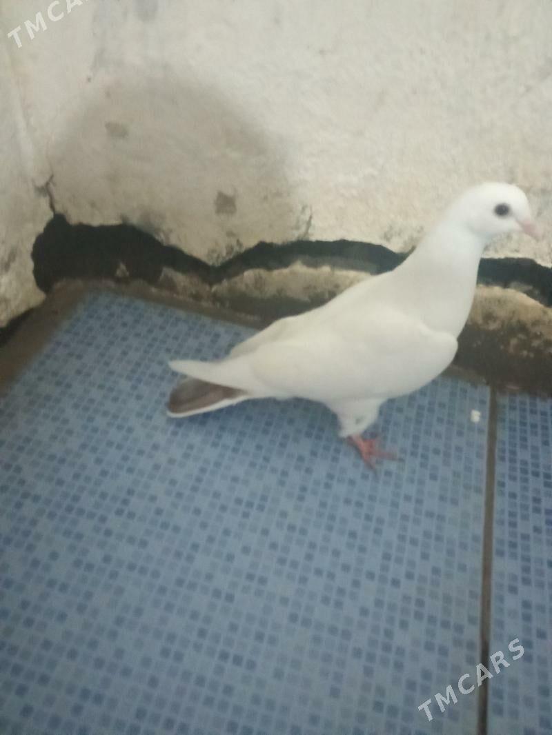 kepderi - Gyzylarbat - img 1