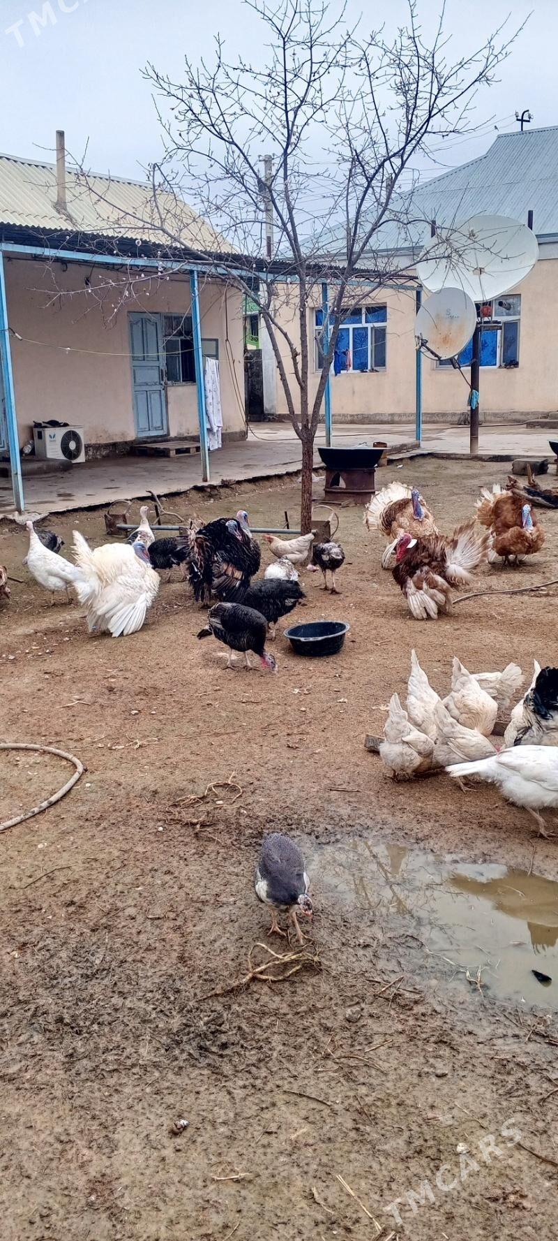 induk - Гёкдже - img 1