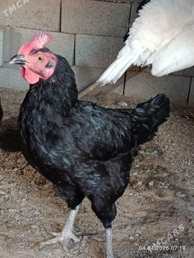 towuk - Gyzylarbat - img 1